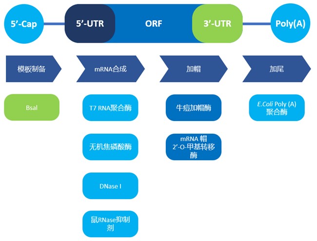 mRNA體外合成一站式解決方案