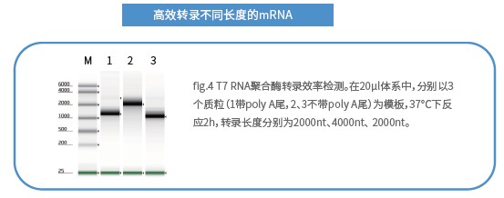 mRNA體外合成一站式解決方案