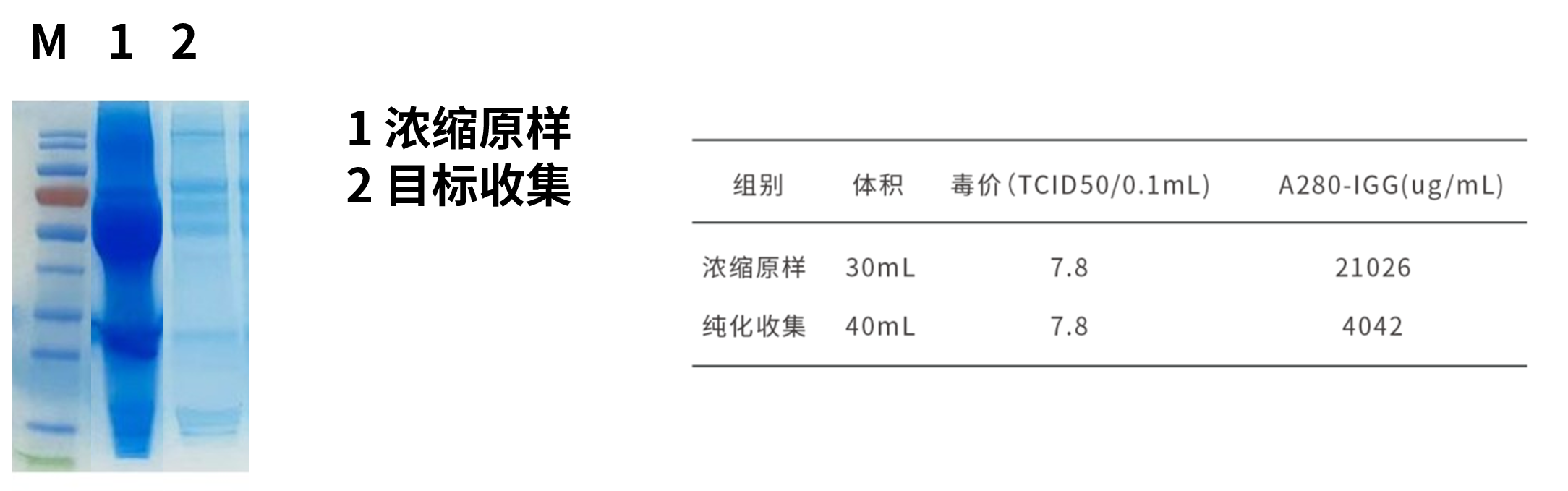 MixQ 病毒純化專用介質(zhì)