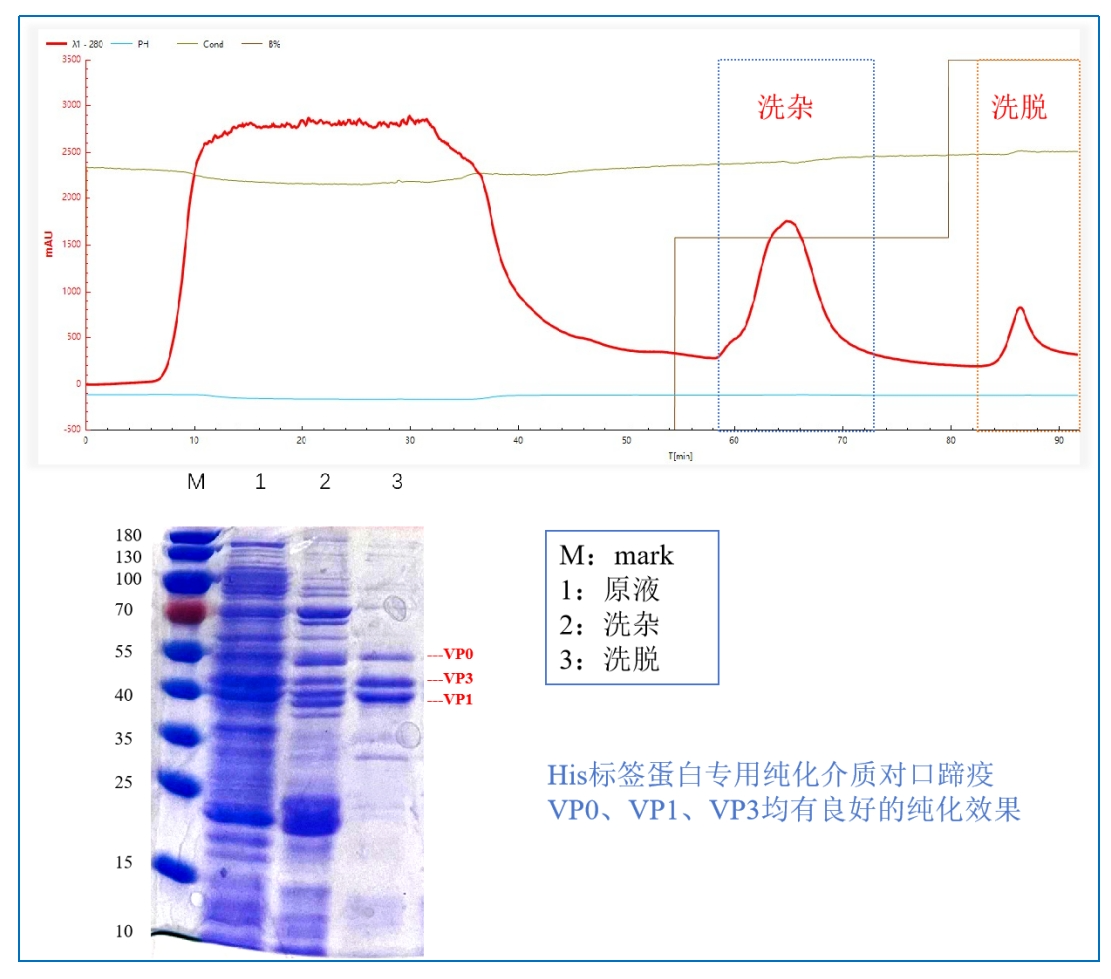 口蹄疫疫苗純化工藝路線之重組標簽蛋白工藝